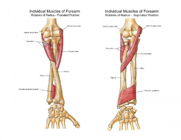 Antebraço: músculos e tendões